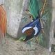 Vintage glass bird decanter, 1950/60