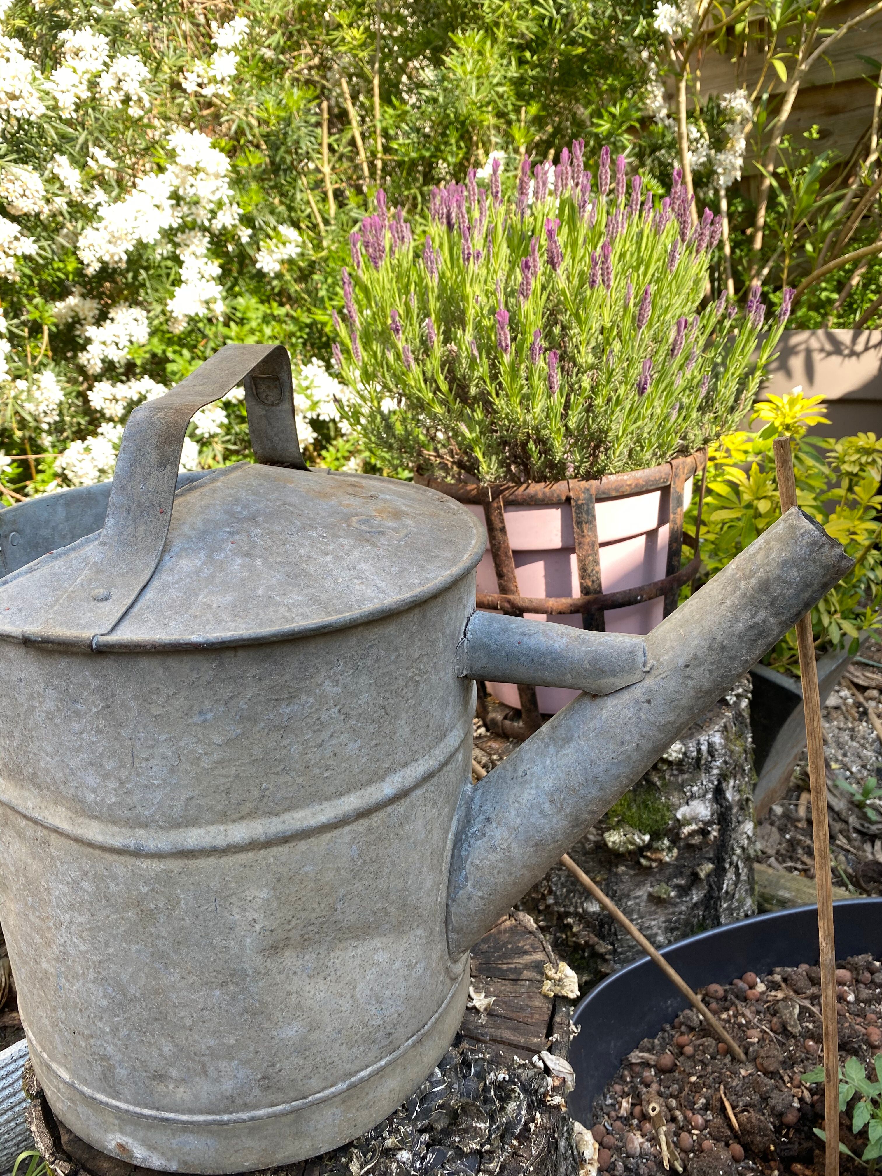 Old zinc watering can