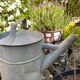 Old zinc watering can
