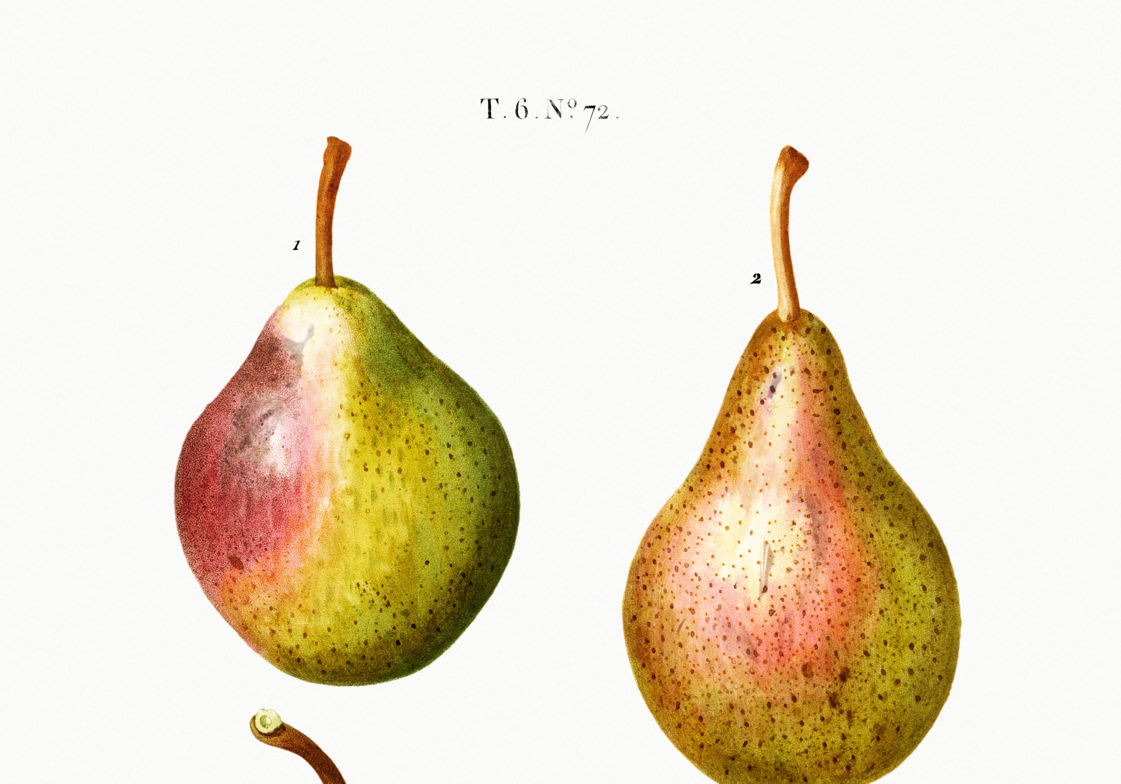Botanical poster about pears, based on an old engraving from 1802
