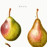 Botanical poster about pears, based on an old engraving from 1802