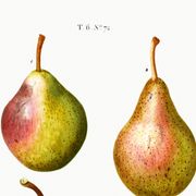 Botanical poster about pears, based on an old engraving from 1802