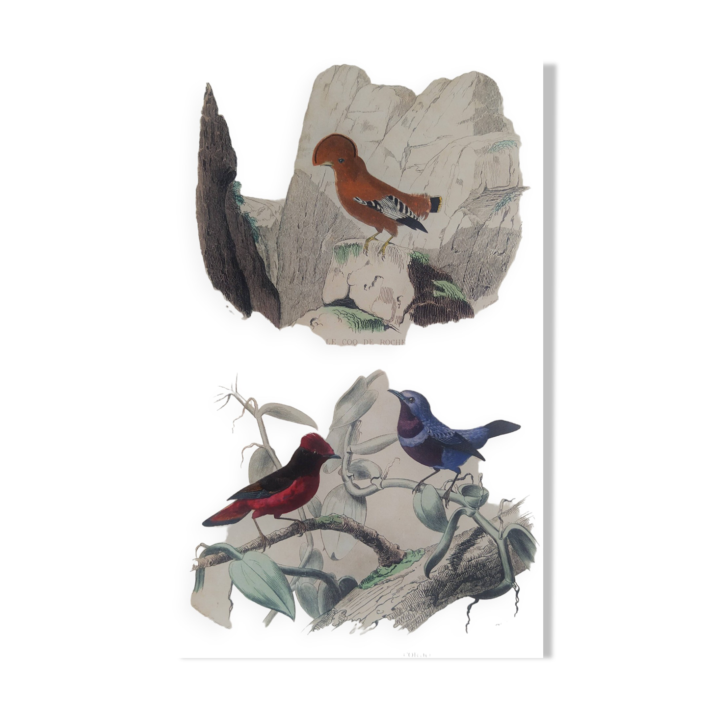 Ornithological Plate Buffon 1838 "Cock of the Rock, Goose & Blue Cordon"