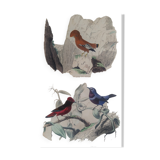 Ornithological Plate Buffon 1838 "Rooster of Rock, Goose & Cordon Bleu"