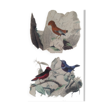 Ornithological Plate Buffon 1838 "Cock of the Rock, Goose & Blue Cordon"
