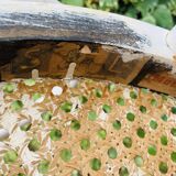 Antique pair of Italian Salvatore Leone chairs