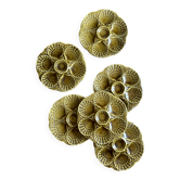 Set of 6 vintage ceramic oyster plates - Sarreguemines -