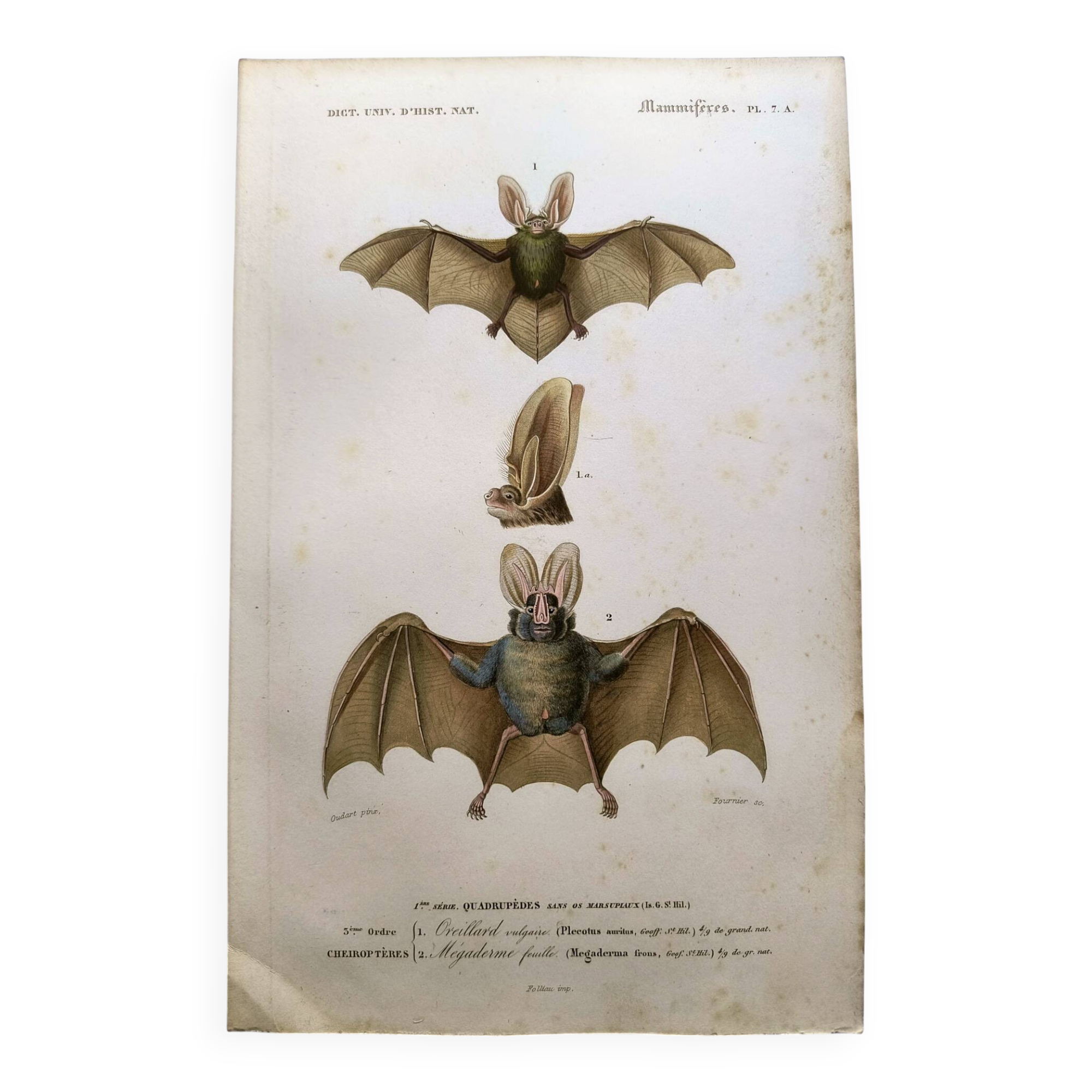 Antique engraving from 1849. Bat by PL Oudart. Hand-colored.