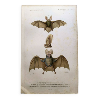 Gravure ancienne de 1849. Chauve-Souris de P.L. Oudart. Colorié à la main