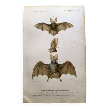 Antique engraving from 1849. Bat by PL Oudart. Hand-colored.