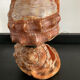 Vintage shell lamp from the 50s-60s