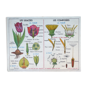 Ancienne affiche scolaire botanique