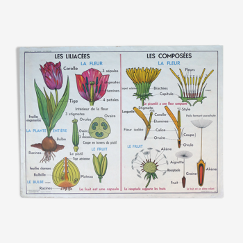 Old botanical school poster MDI, The liliaceae, The compounds, The oak