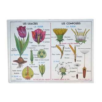 Old botanical school poster MDI, The liliaceae, The compounds, The oak