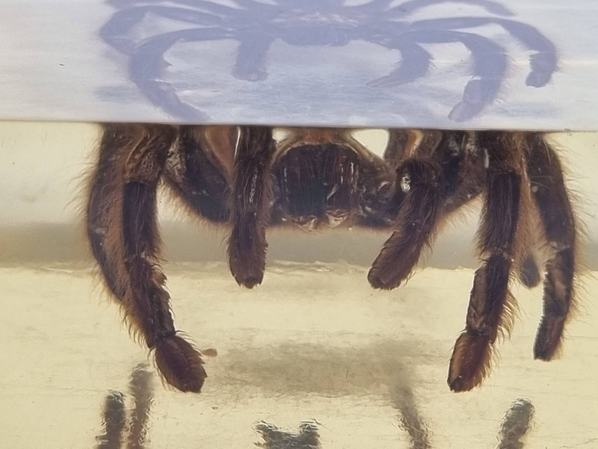 Inclusion of vintage naturalist, tarantula in taxidermy