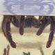 Inclusion of vintage naturalist, tarantula in taxidermy