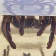Inclusion of vintage naturalist, tarantula in taxidermy