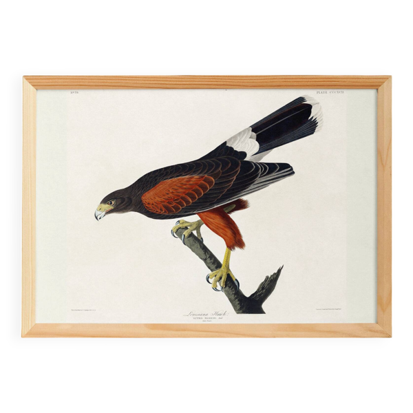 Affiche sur la Buse de Harris, d’après une gravure ancienne de 1827.