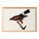 Poster about Harris's Hawk, based on an old engraving from 1827.