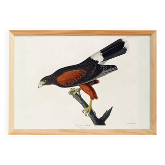 Poster about Harris's Hawk, based on an old engraving from 1827.