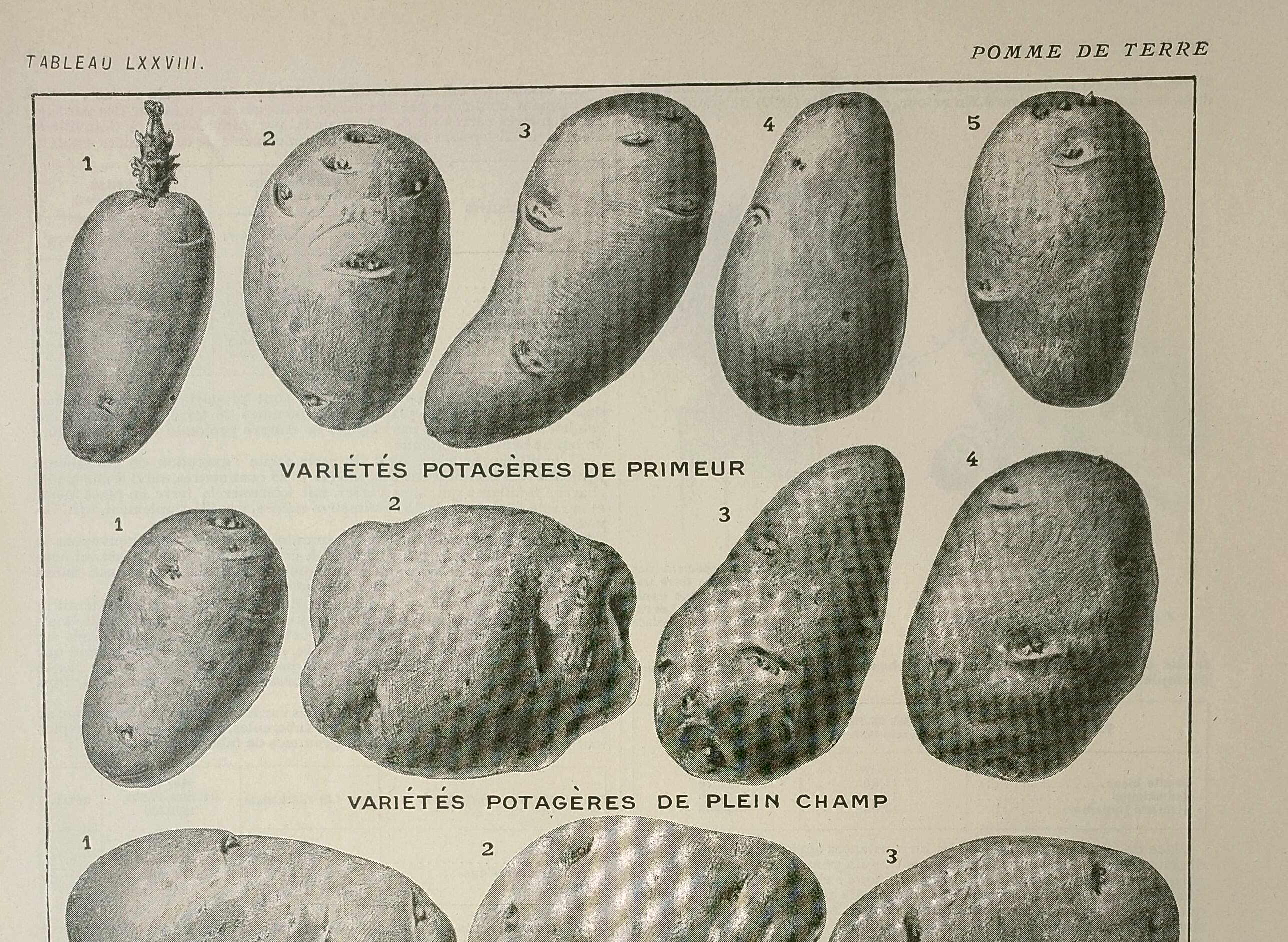 Old engraving 1922, Potato, varieties, vegetable garden, vegetable • Lithograph, Original plate