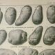 Old engraving 1922, Potato, varieties, vegetable garden, vegetable • Lithograph, Original plate
