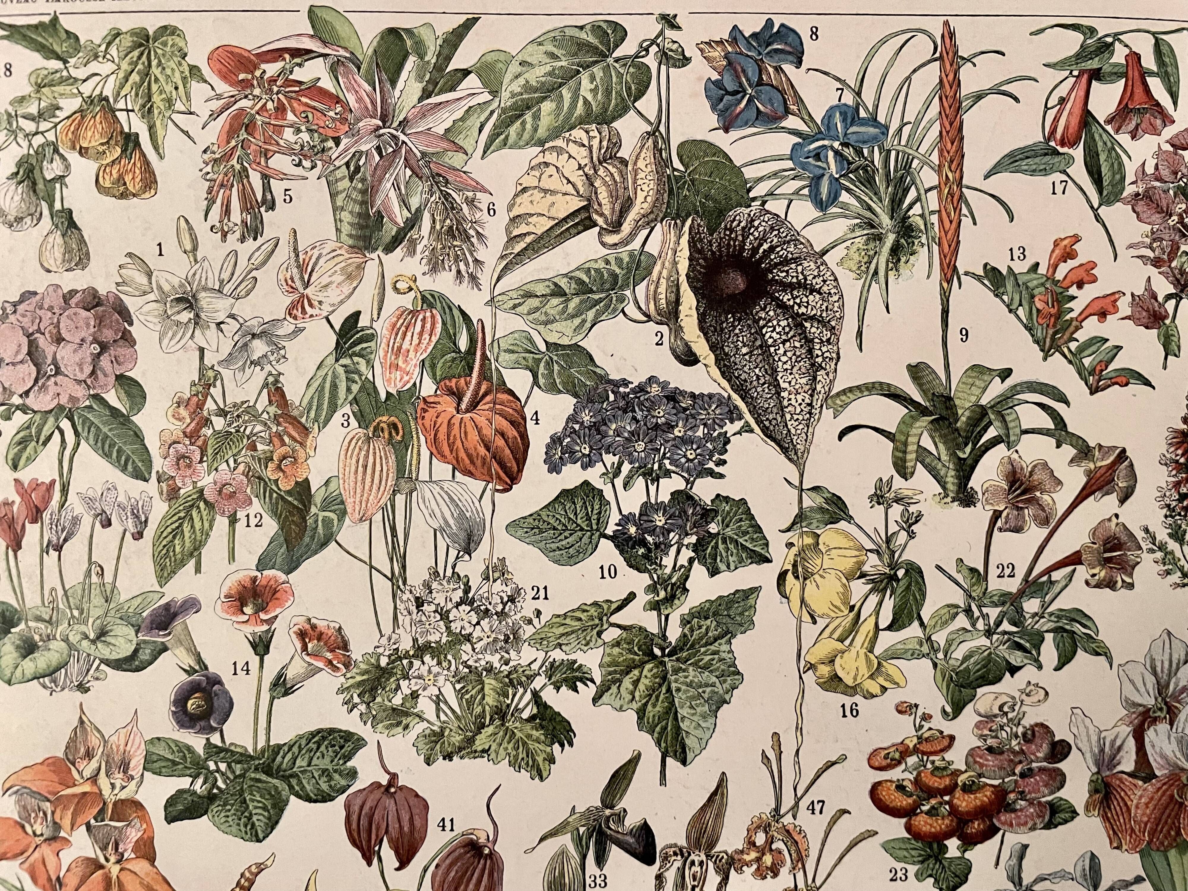 Lithographie gravure sur les fleurs de 1897 catalpa