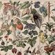 Lithographie gravure sur les fleurs de 1897 catalpa