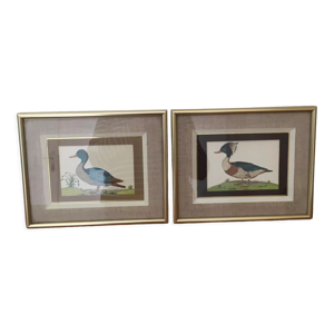 Deux dessins de canards encadrés