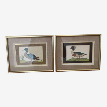 Two framed drawings of ducks signed Dayelle de Terronblan