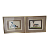 Two framed drawings of ducks signed Dayelle de Terronblan