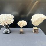 Antique natural white wave coral on wooden base cabinet of curiosities