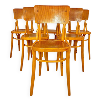 Chaises de salle à manger modernes en bois zébré du milieu du siècle, lot de six, Italie années 1950