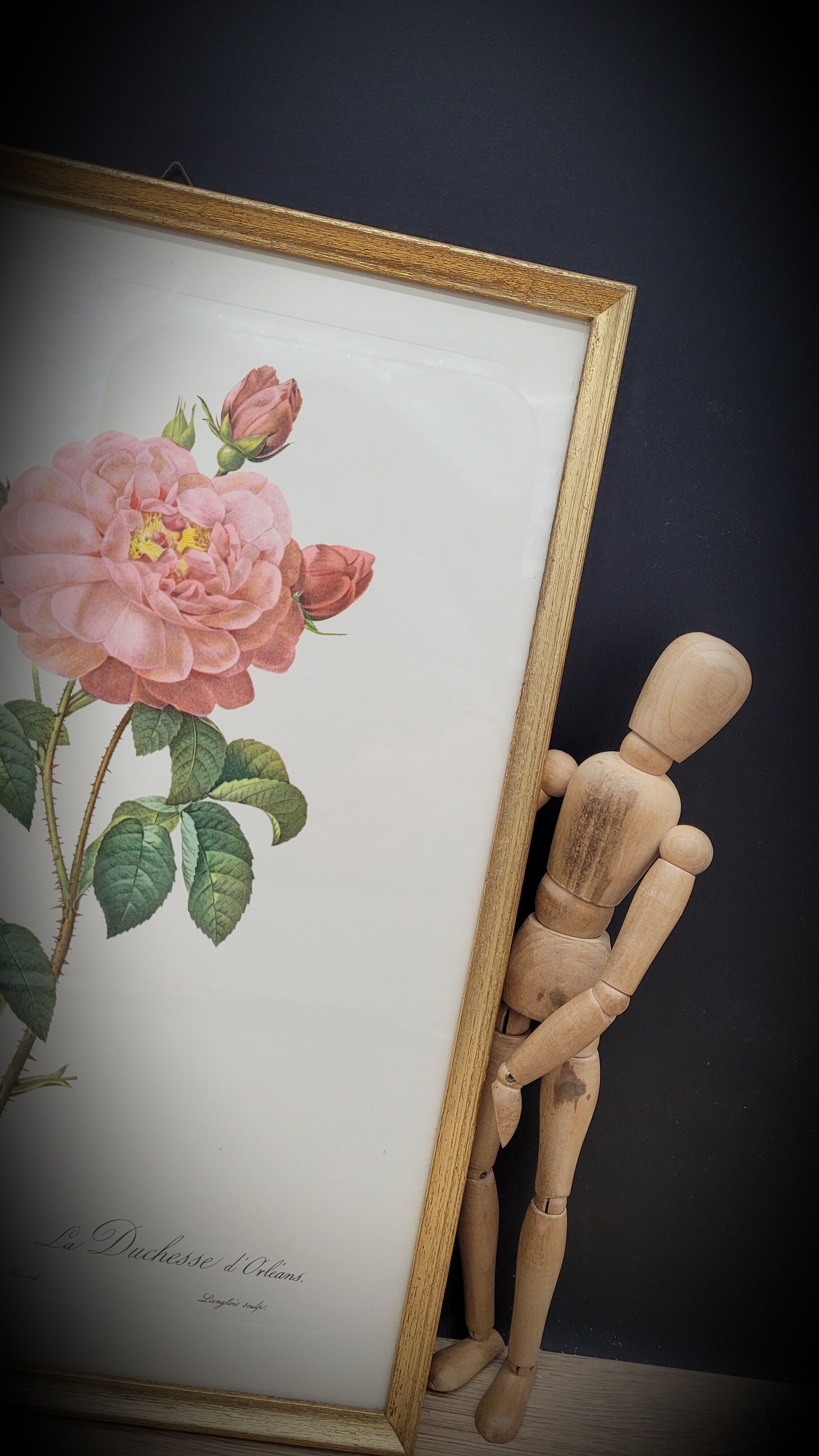 Frame lithograph Rosier Duchesse d'Orléans