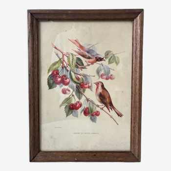 Lithographie v. sartonj cerises et petits oiseaux cadre en chêne années 50