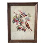 Lithograph v. sartonj cherries and small birds oak frame 50s