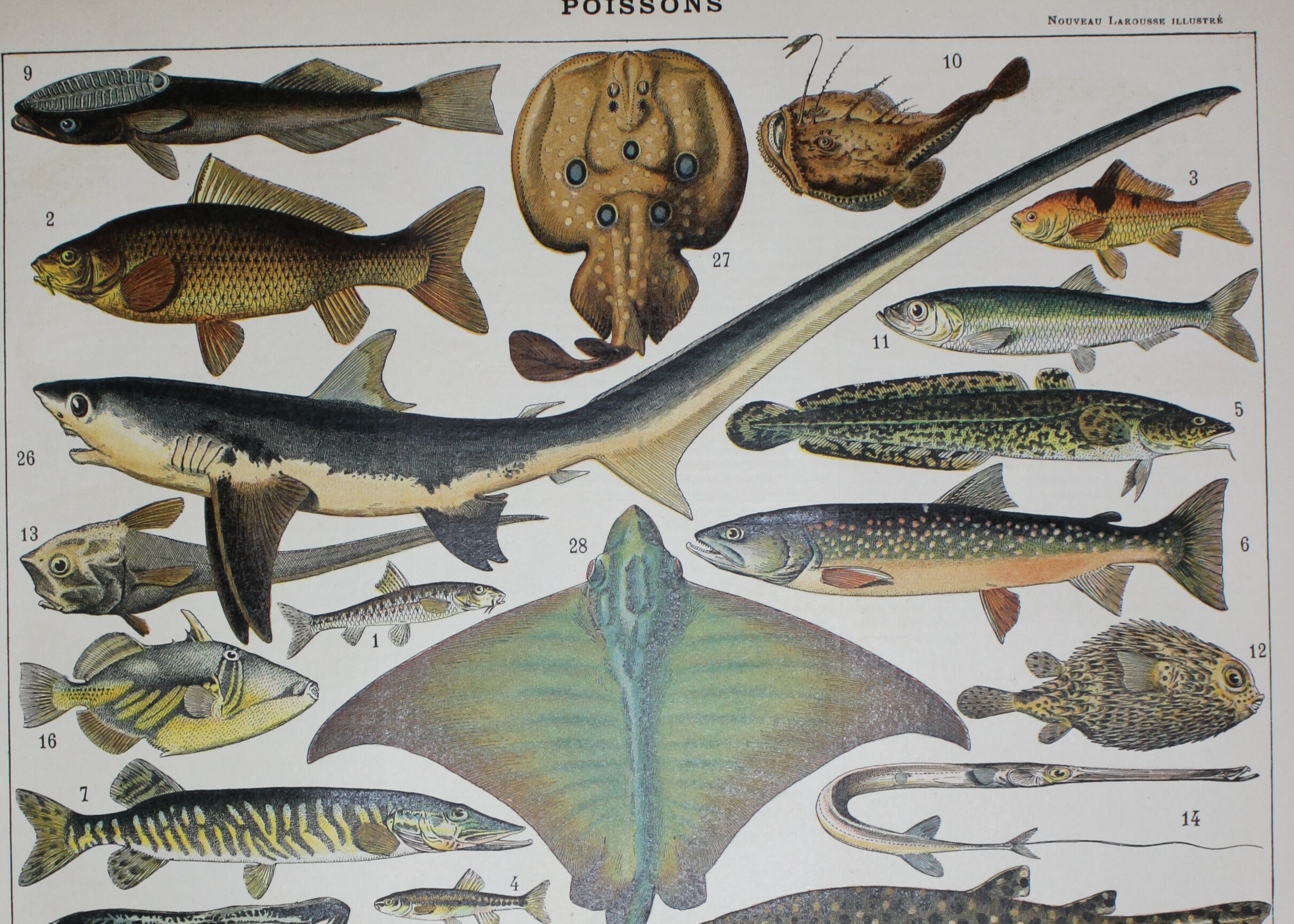 Lithograph • Fish 2, marine animals • Original lithograph from 1898