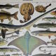 Lithograph • Fish 2, marine animals • Original lithograph from 1898