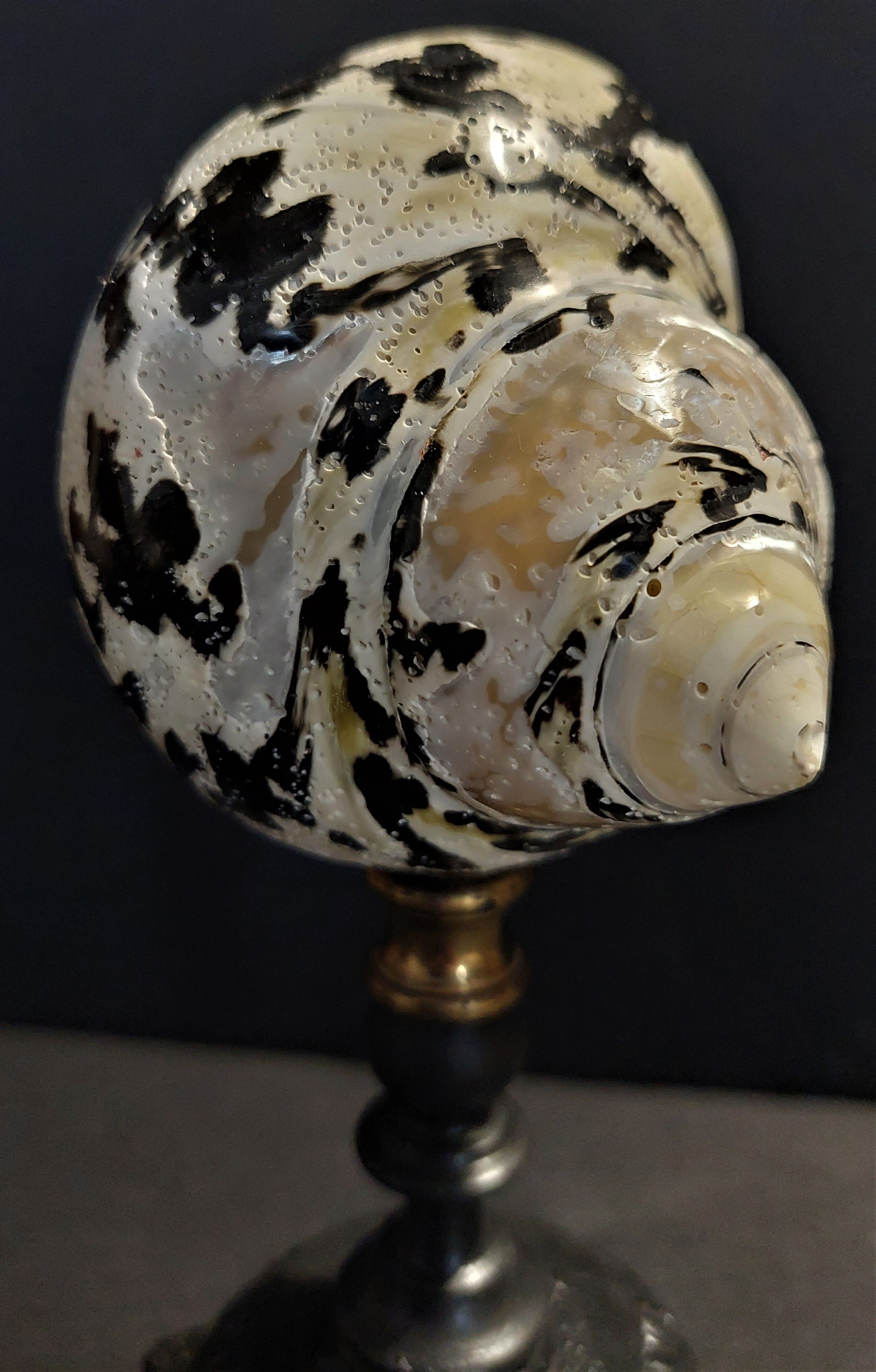 Cabinet of Curiosities cittarium pica shell on base