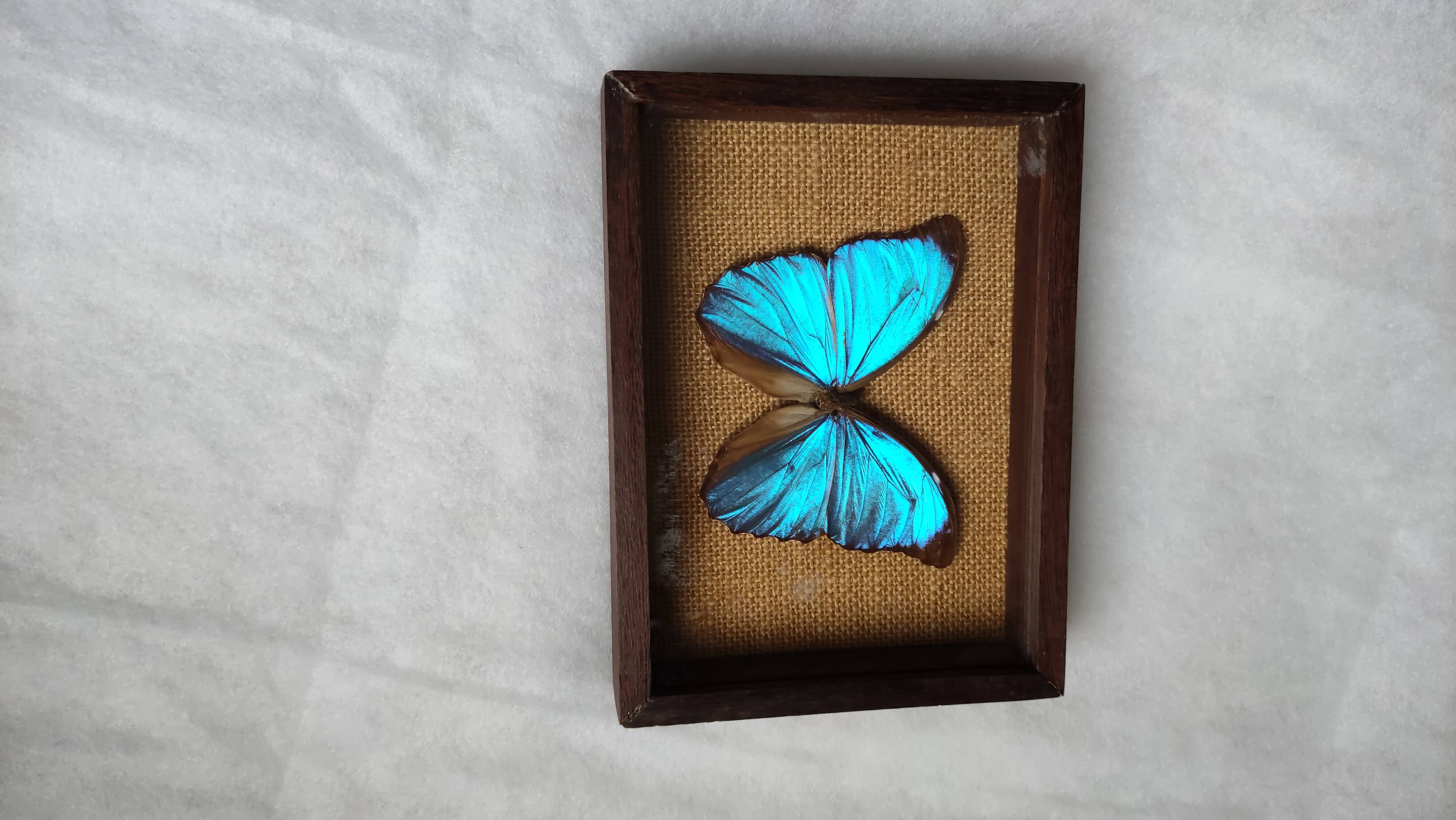 Cadre vintage d'un papillon morpho Ménélous