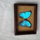 Cadre vintage d'un papillon morpho Ménélous
