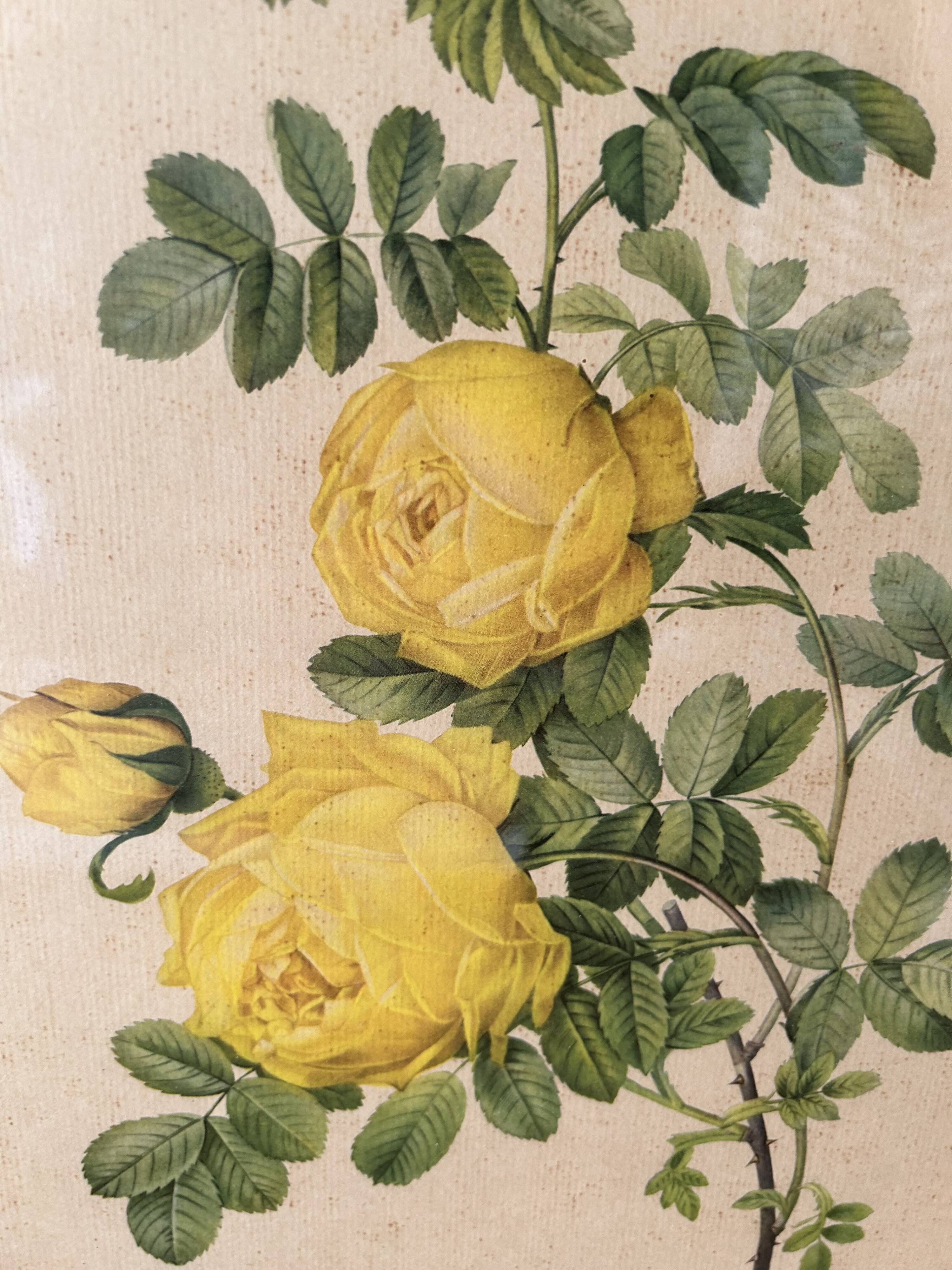 Set of 3 old botanical engravings – after Redouté – Roses, reissue