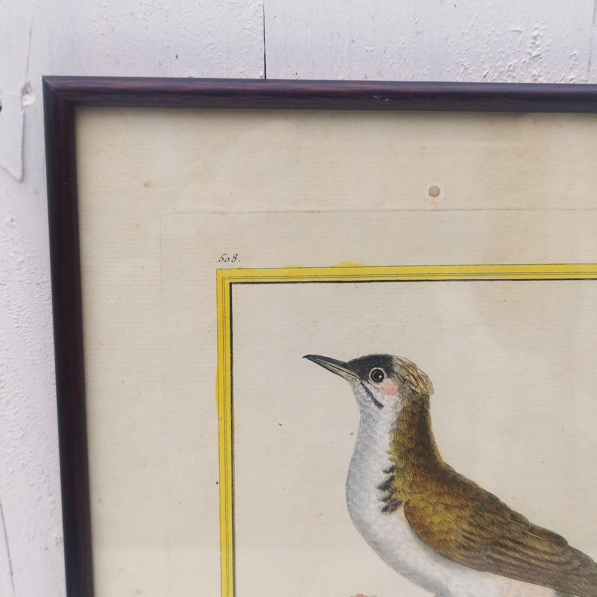 Engraving painting crested blackbird bird 18th century, F. Martinet