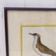 Engraving painting crested blackbird bird 18th century, F. Martinet