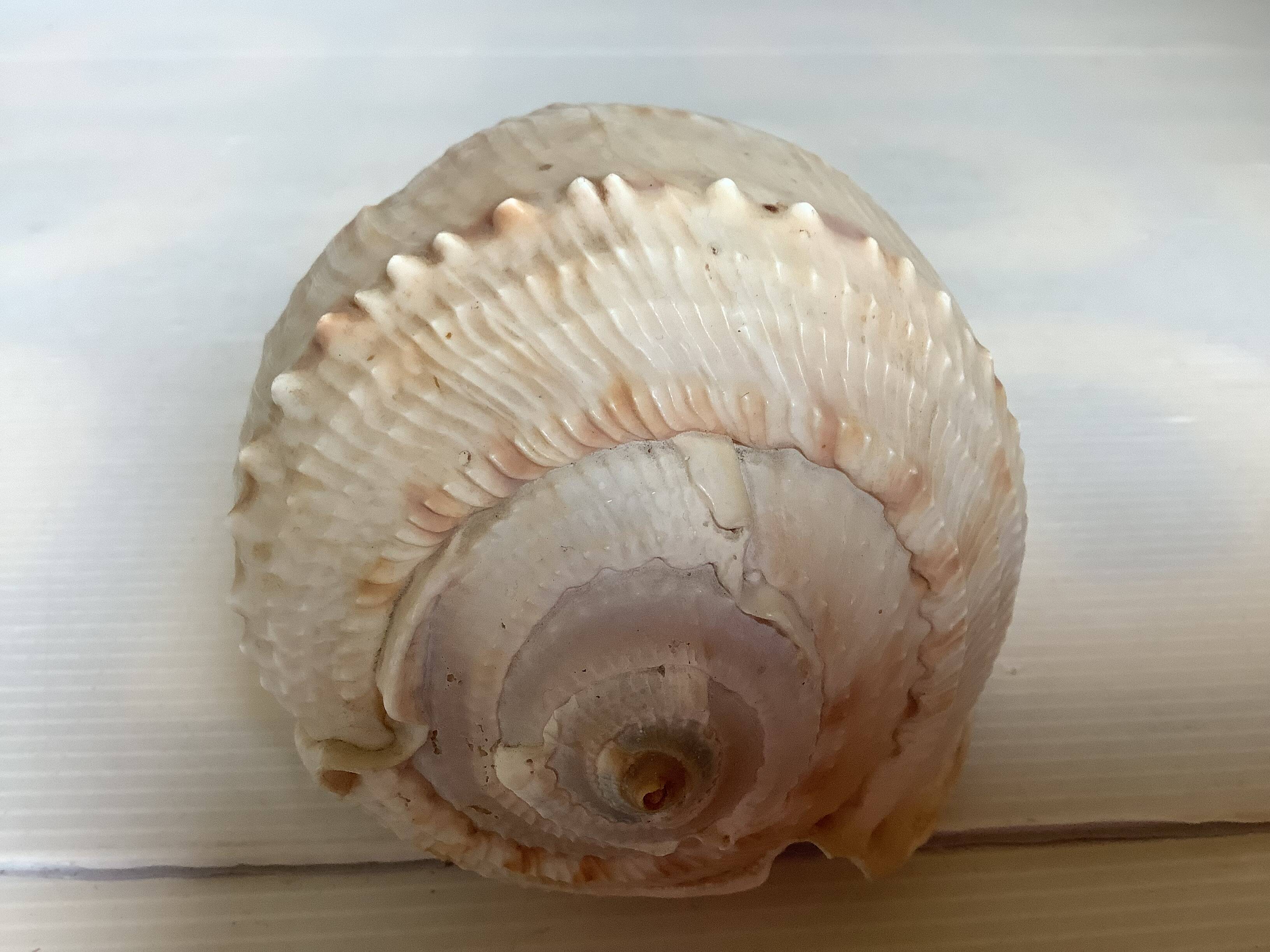 Queen's helmet shell