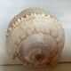 Queen's helmet shell