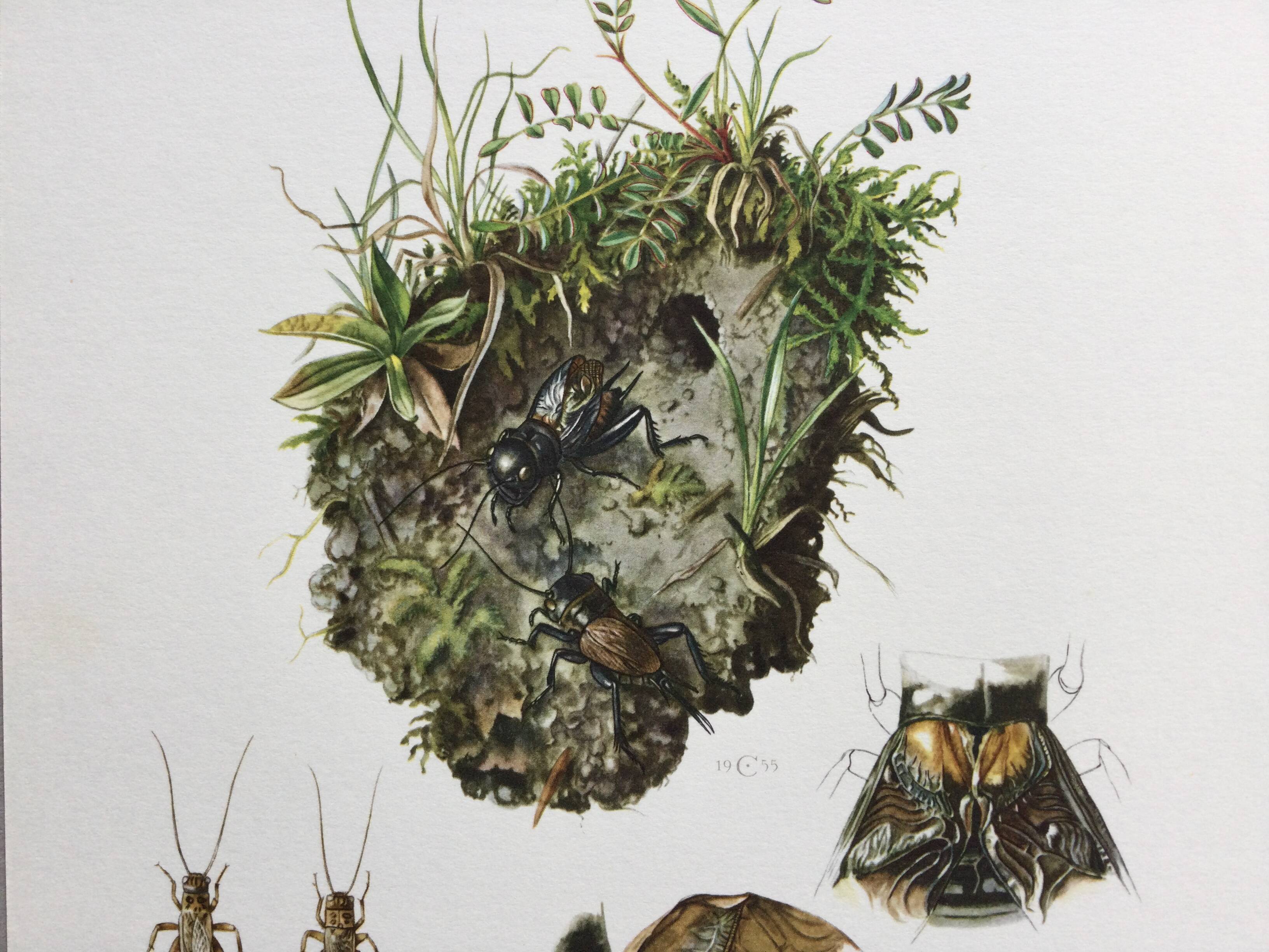 Antique illustration "insects", 1960s