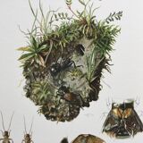 Illustration ancienne "insectes", années 60