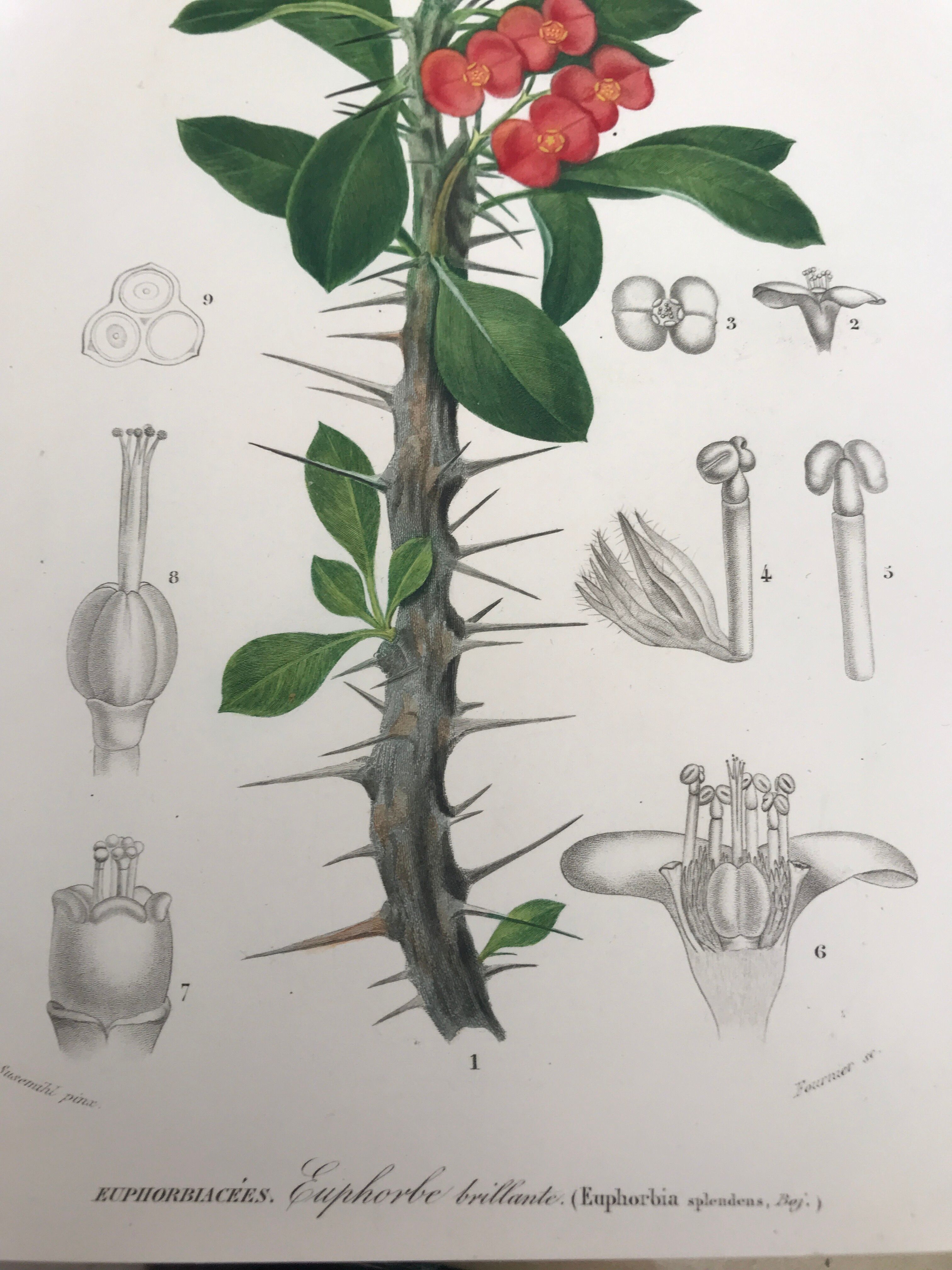 Trio of 19th-century botanical engravings