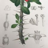 Trio of 19th-century botanical engravings